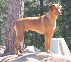 Download rhodesian ridgeback bulldog mix or newfoundland puppies photos gallery, animal wallpaper that you want. Rhodesian Ridgeback Dog Breed Information And Pictures