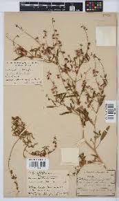 Image result for Crotalaria barnabassii