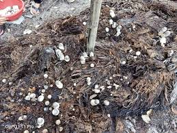 Hasil diatas adalah hasil pencarian dari anda cara tanam cendawan mp3 dan menurut kami yang paling cocok adalah cara tanam. Tanam Cendawan Volvariella Guna Tandan Sawit Selepas 9 Hari Dah Boleh Tuai Mingguan Wanita