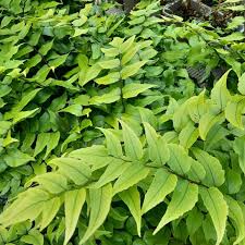 Image result for Cyrtomium