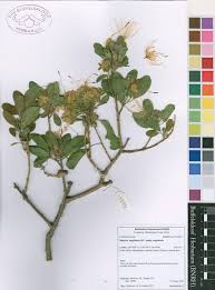 Image result for Maerua angolensis