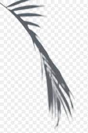 Palm Leaf Shadow Png High Resolution On Transparent Background Free Image By Rawpixel Com Palm Leaves Shadow Png