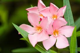 Image result for Nerium oleander