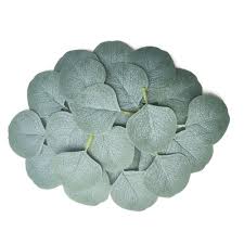 Baxa folha seca download de mp3 e letras. 50 Pcs Real Seco Natural Fresco Preser Vado Eucalipto Folha Folhas Secas Para Diy Material De Joias Shopee Brasil