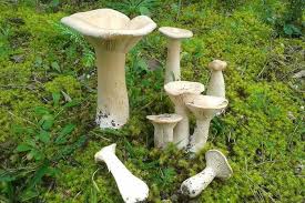 Image result for Clitocybe multiceps