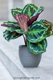 How To Stop Your Calathea Leaves Curling Calathea Care Can Be Tricky If You Don T Provide Just The Ri Plantas De Follaje Jardineria Y Plantas Plantas Exoticas