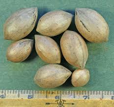 Toasted pecans make a delicious treat or for any recipe calling for pecans. Kansas Pecans What Happens When Kanza Over Produces Agfax