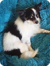 Black And White Papillon Pomeranian Mix I M Being Cared For By Dogs Without Borders Help Me Get Seen Adopted Facts About Gucci Pooch Courtesy Post Bre Papillon Mix Cute Dogs Pomeranian Mix