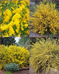 Image result for Sphaeranthus flexuosus