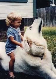 Black And White Sheep Herding Dog Baby On Akbash Dog Akbash Dog Dogs And Kids Big Dog Harness