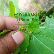 Image result for Sigesbeckia orientalis