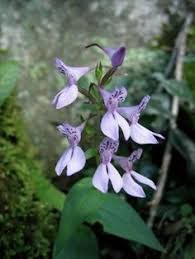 Image result for Brownleea maculata