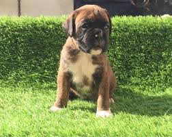 She has a black mask as well. Boxer Puppies For Sale Oklahoma Boxer Puppies For Sale Facebook