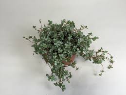 It can look a little sad if you let it dry out for too long, but otherwise is a reliable grower. Pilea Glauca Orchideen Wichmann De Highest Horticultural Quality And Experience Since 1897