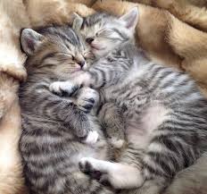Milashki Bliznyashki Kittens Cutest Baby Cats Beautiful Cats