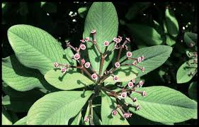 Image result for Euphorbia grantii