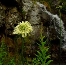Image result for Cephalaria pungens