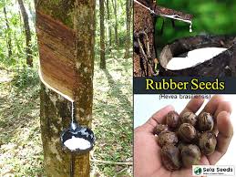 Image result for Hevea brasiliensis