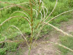 Image result for Alloteropsis