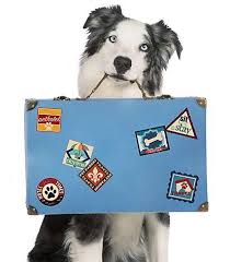 Pin By Deborah Chasco On Dogs Things Pet Feeder Dogs Pets
