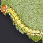 Image result for Polyploca ridens