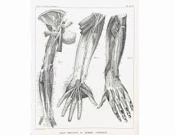 1835 Muscles Nerfs Main Doigts Majeur Index Pouce Main Articulations Prehension Planche Anatomique Corps Humain Poster Anatomie Medecine Human Anatomy Art Anatomy Art Book Art