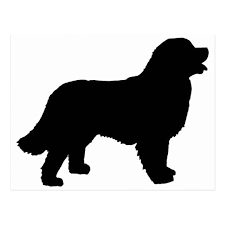 Bernese Mountain Dog Black And White Bernese Mountain Dog Black Silhouette Postcard Dog Silhouette Bernese Mountain Dog Mountain Dogs