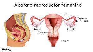 We did not find results for: Aparato Reproductor Femenino Partes Funciones Enfermedades