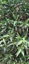 Image result for Myoporum laetum