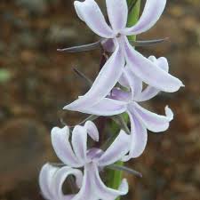 Image result for Gunillaea