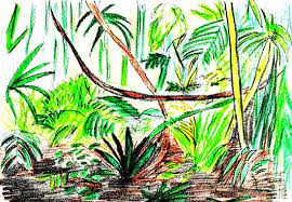 It has been estimated that more than half of the world's plant and animal. How To Draw A Rainforest Scene Drawings Rainforest Art