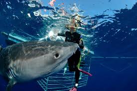 4 days with striped marlins in magdalena bay baja mexico followed by scuba diving Stefanie Brendl To Swim With The Sharks Creating Wsj