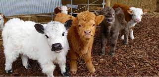 We did not find results for: Fluffy Baby Highland Cows Are Almost Too Cute Littlethings Com