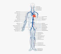 If a blood vessel breaks, tears, or is cut, blood leaks out, causing bleeding. Human Body Circulatory System Labeled Arterial Body Veins Free Transparent Clipart Clipartkey