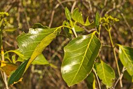 Image result for Coptosperma