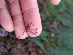 Image result for Centrostigma clavatum