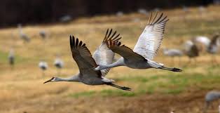 The celebration of sandhill cranes and whooping cranes will bring together experienced birders and those who would like to learn. One Day Event For The 2021 Festival Of The Cranes