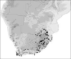 Image result for Silene burchellii