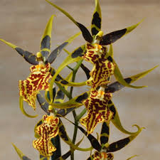 Image result for Bulbophyllum schinzianum