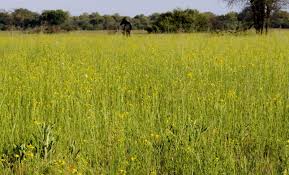 Image result for Nidorella vernonioides