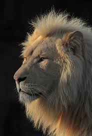 White Lion Credo Rhenen Img 0211 Majestic Animals Animals Animals Beautiful