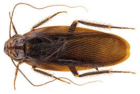 We did not find results for: The Cockroaches Of New York New York Magazine Nymag