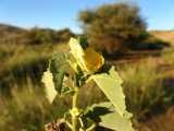 Image result for Abutilon austro-africanum