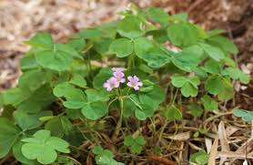 Image result for Oxalis debilis