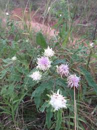Image result for Vernonia adoensis