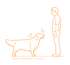 golden retriever dimensions drawings dimensions guide