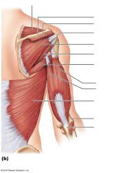 So the triceps extend (straighten) the elbow, and the forearm extensors extend the wrist and fingers. Shoulder And Arm Muscles Posterior Diagram Quizlet