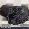 Waiting for the right labrador retriever puppy to adopt is well worth the investment of your time. 1