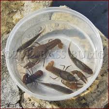 Use the texas rig when hooking the worm. Fishing With Live Bait Has Many Advantages But Also Some Disadvantages