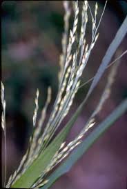 Image result for Panicum funaense